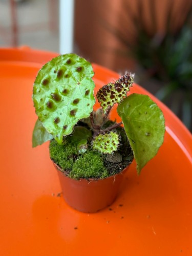 begonia ferox DØ8cm KOLCZATA BESTIA (1).jpg