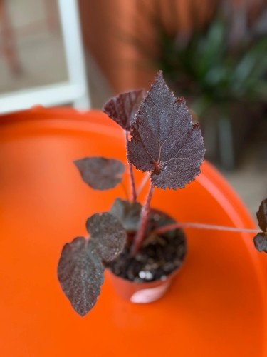 Begonia Taconite  (3).jpg