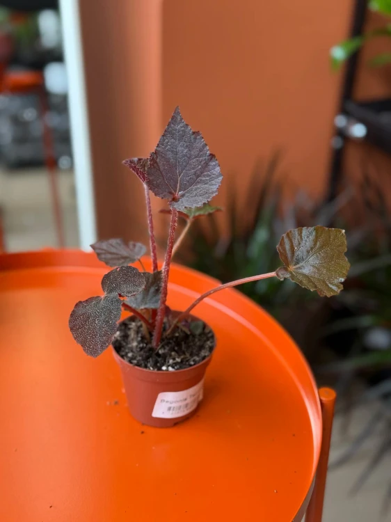 Begonia Taconite  (1).jpg
