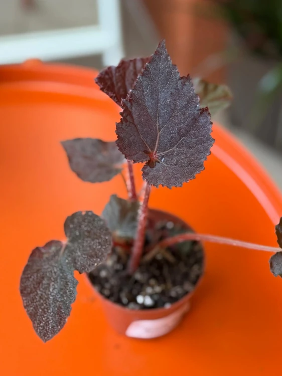 Begonia Taconite  (2).jpg