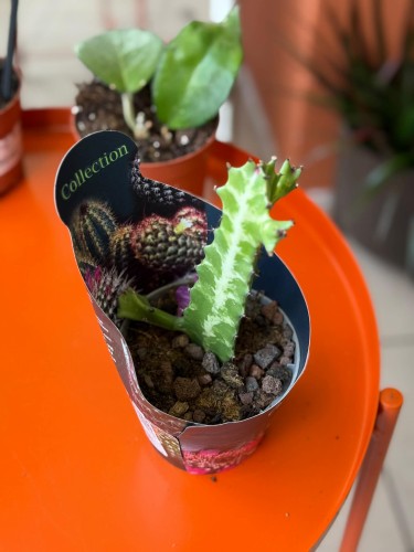 Wilczomlecz  Euphorbia Lactea  Euphorbia lacte (2).jpg