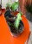 Wilczomlecz  Euphorbia Lactea  Euphorbia lacte (2).jpg
