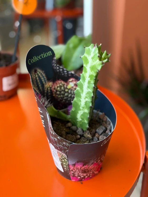 Wilczomlecz  Euphorbia Lactea  Euphorbia lacte (3).jpg