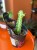 Wilczomlecz  Euphorbia Lactea  Euphorbia lacte (4).jpg