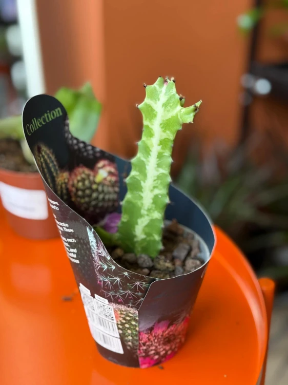 Wilczomlecz  Euphorbia Lactea  Euphorbia lacte (4).jpg