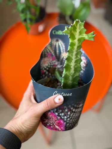 Wilczomlecz  Euphorbia Lactea  Euphorbia lacte (1).jpg