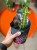 Wilczomlecz  Euphorbia Lactea  Euphorbia lacte (1).jpg