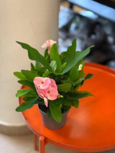 Korona cierniowa  Euphorbia Charlotte  Euphorbia milii 'Charlotte' (2).jpg