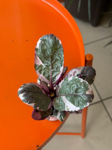Hemigrafis  Hemigraphis Purple Waffle  Hemigraphis alternata (1).jpg