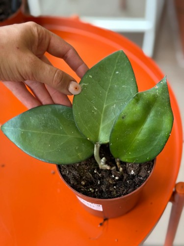 Hoya sp malang hoja (7).jpg