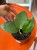Hoya sp malang hoja (7).jpg
