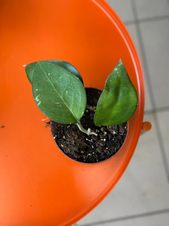 Hoya sp malang hoja (8).jpg