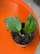 Hoya sp malang hoja (6).jpg