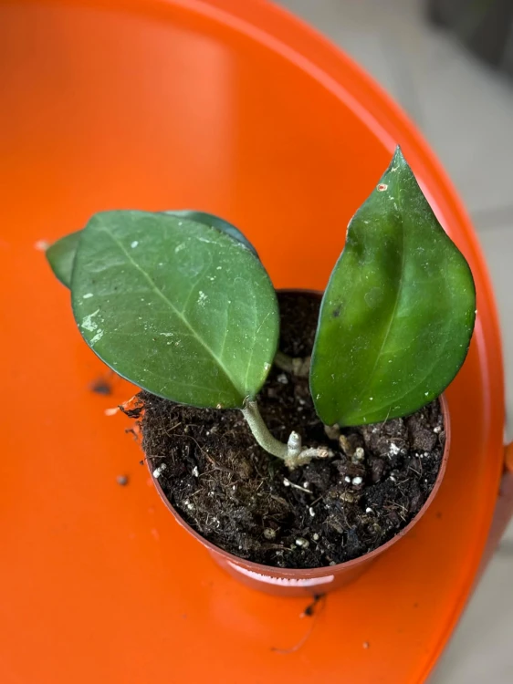Hoya sp malang hoja (6).jpg