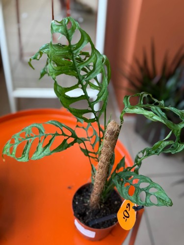 Monstera perforowana  M (2).jpg