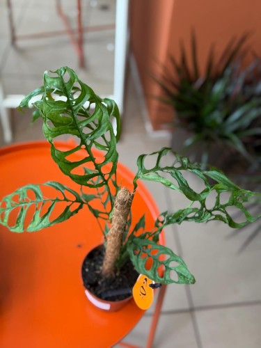 Monstera perforowana  M (3).jpg