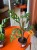 Monstera perforowana  M (4).jpg