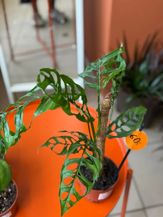 Monstera perforowana  M (1).jpg