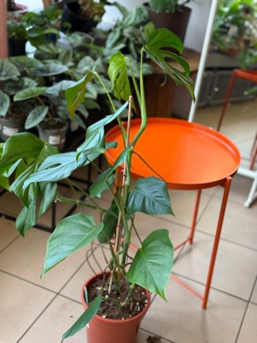 Monstera  Monstera Sierrana  Monstera sierrana (2).jpg