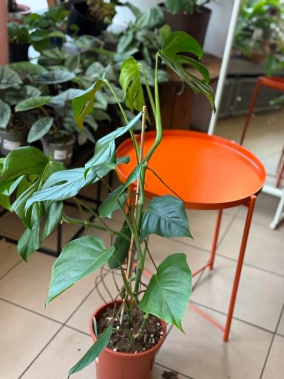 Monstera  Monstera Sierrana  Monstera sierrana (2).jpg