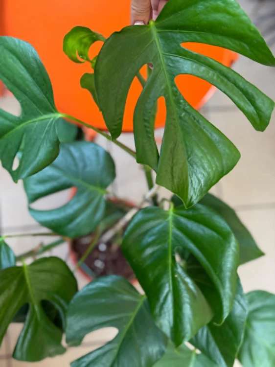 Monstera  Monstera Sierrana  Monstera sierrana (3).jpg