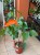 Monstera  Monstera Sierrana  Monstera sierrana (4).jpg