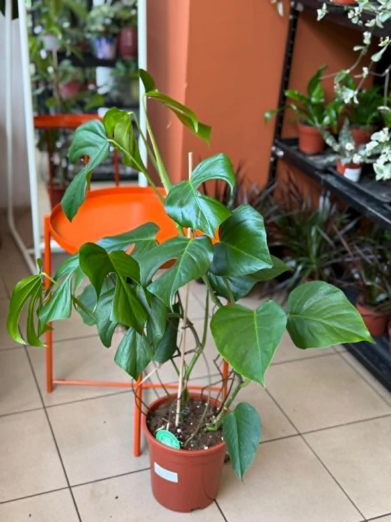 Monstera  Monstera Sierrana  Monstera sierrana (4).jpg