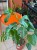 Monstera  Monstera Sierrana  Monstera sierrana (5).jpg