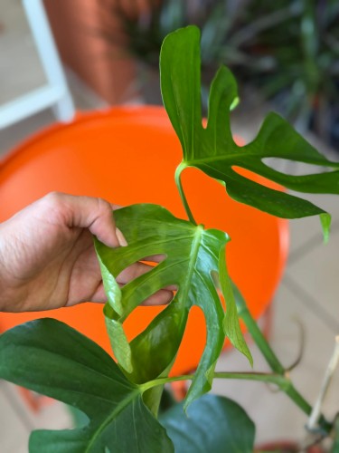 Monstera  Monstera Sierrana  Monstera sierrana (1).jpg