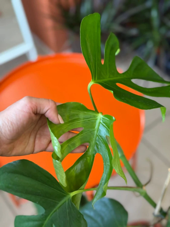 Monstera  Monstera Sierrana  Monstera sierrana (1).jpg