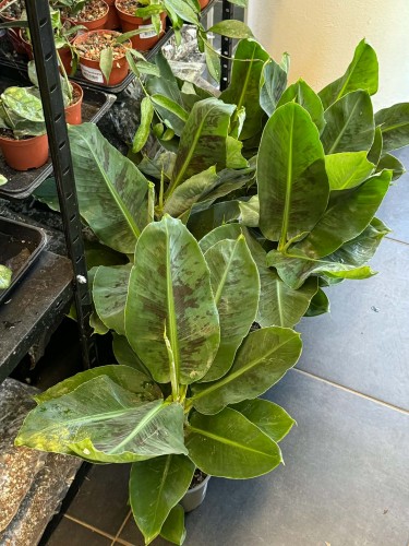 Bananowiec / Musa / Musa acuminata