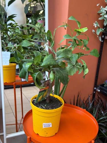 Cytryna  Citrus Lemon  Citrus limon DØ 19cm (1).jpg