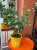 Cytryna  Citrus Lemon  Citrus limon DØ 19cm (1).jpg