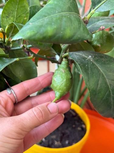 Cytryna  Citrus Lemon  Citrus limon DØ 19cm (2).jpg