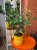 Cytryna  Citrus Lemon  Citrus limon DØ 19cm (3).jpg