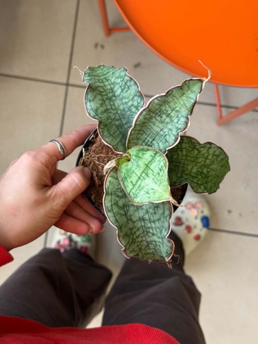 Wężownica srebrna  Sansevieria Kirkii Silver Blue  (2).jpg