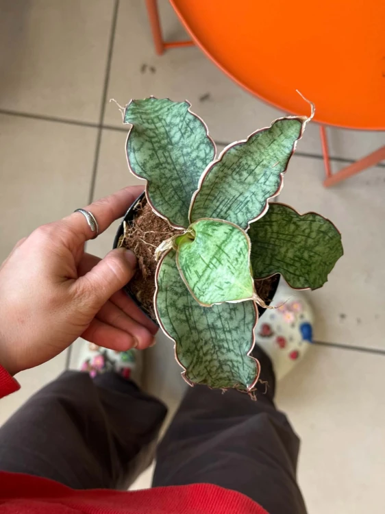 Wężownica srebrna  Sansevieria Kirkii Silver Blue  (2).jpg