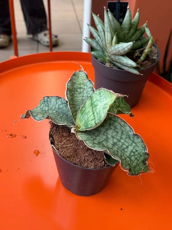 Wężownica srebrna  Sansevieria Kirkii Silver Blue  (3).jpg