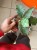Wężownica srebrna  Sansevieria Kirkii Silver Blue  (4).jpg