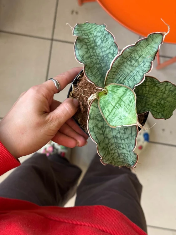 Wężownica srebrna  Sansevieria Kirkii Silver Blue  (4).jpg