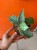 Wężownica srebrna  Sansevieria Kirkii Silver Blue  (5).jpg