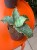 Wężownica srebrna  Sansevieria Kirkii Silver Blue  (1).jpg