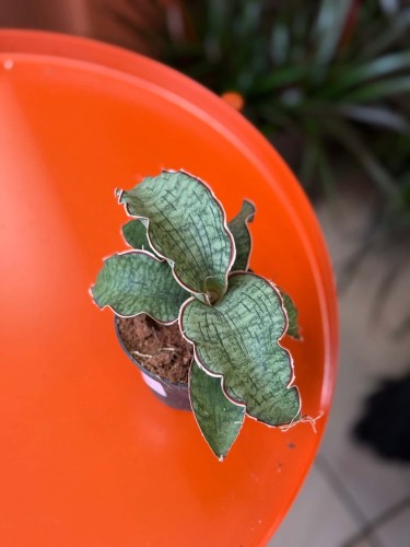 Wężownica srebrna / Sansevieria Kirkii Silver Blu