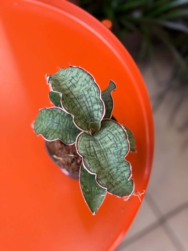 Wężownica srebrna / Sansevieria Kirkii Silver Blu