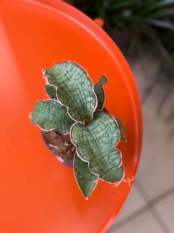 Wężownica srebrna / Sansevieria Kirkii Silver Blu
