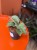 Wężownica srebrna / Sansevieria Kirkii Silver Blu