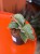 Wężownica srebrna / Sansevieria Kirkii Silver Blu