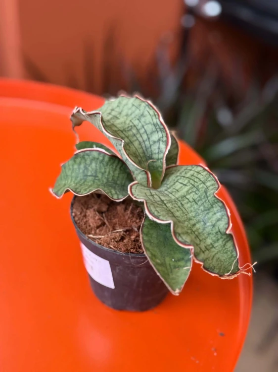 Wężownica srebrna / Sansevieria Kirkii Silver Blu