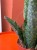 Sansevieria grandis | masoniana Sansevieria ŁOPATA falowana