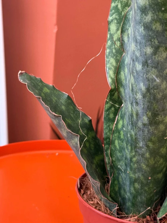 Sansevieria grandis | masoniana Sansevieria ŁOPATA falowana